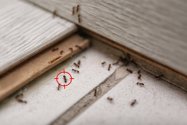 Best Pest Control Near Me in Saginaw, TX