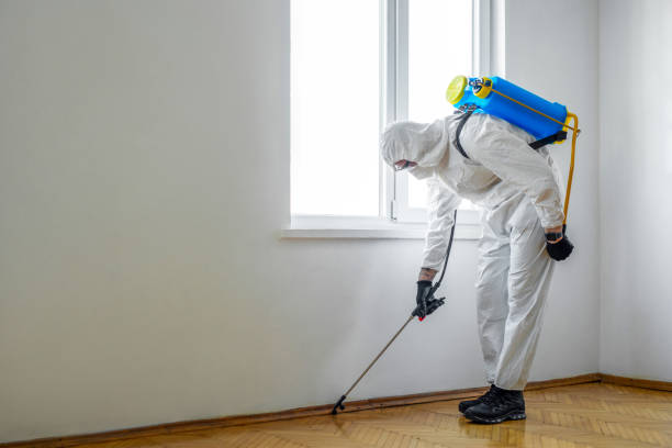 Flea Control Services in Saginaw, TX