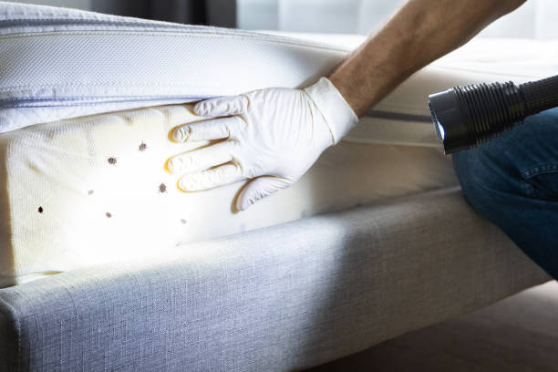 Trusted Saginaw, TX Pest Control Experts