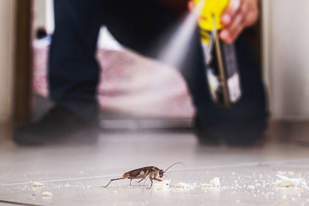 Spider Control Near Me in Saginaw, TX
