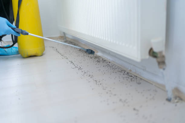 Best Affordable Pest Control Services  in Saginaw, TX