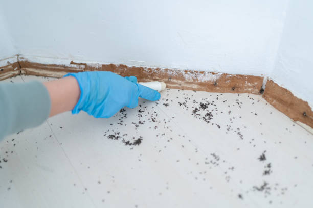 Wasp Removal Services in Saginaw, TX